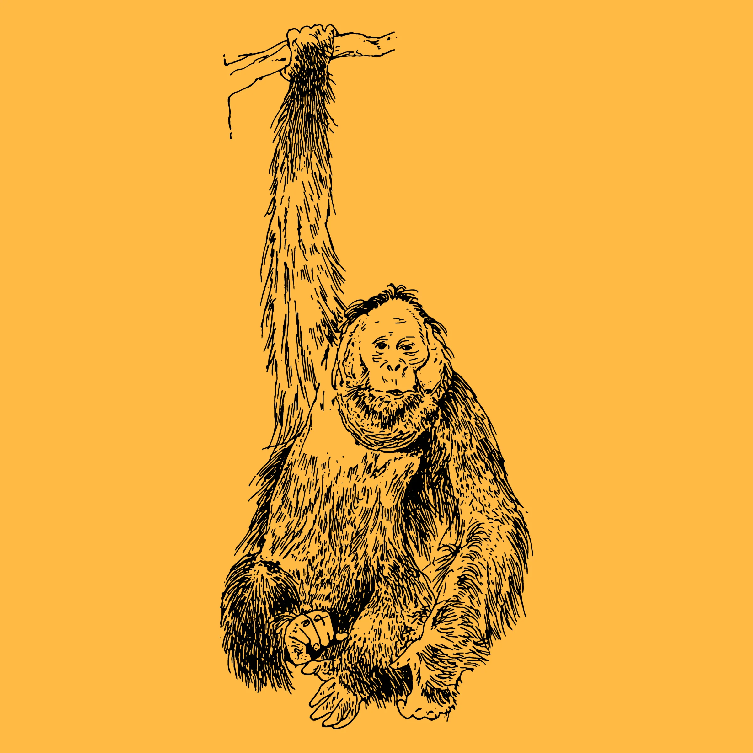 Orangutan Orangutang Vintage Vibes graphic tee pullover