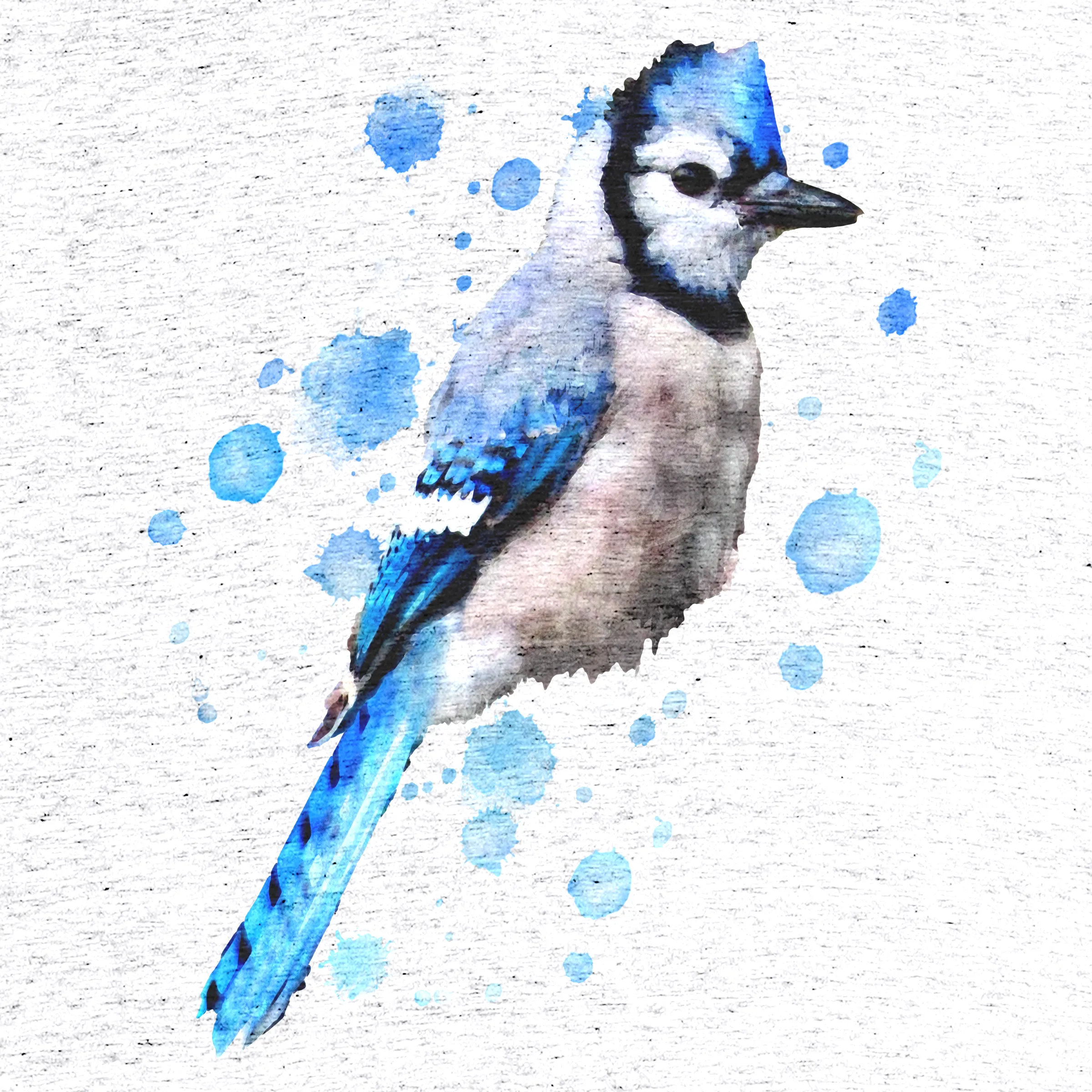  Watercolor blue stellar jay bird artistic animal watercolour T- Shirt : Clothing, Shoes & Jewelry